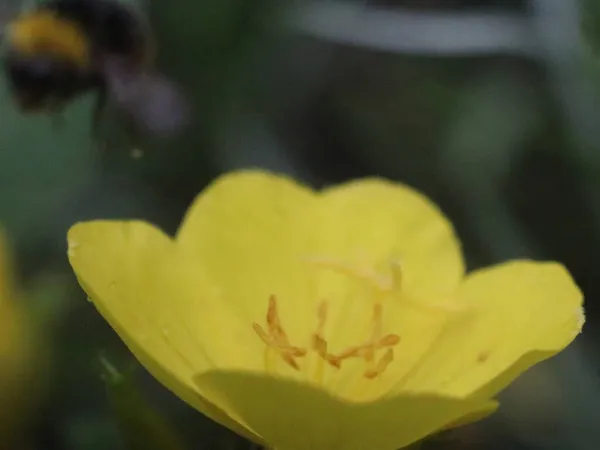 Flor amarilla y abeja sobre un fondo verde —  Fotos de Stock