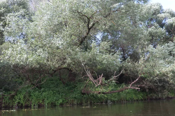 River banks overgrown with trees and grass — Stock Photo, Image