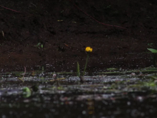 Lirios de agua y otras plantas en el agua — Foto de Stock