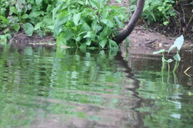 Ağaçlar ve çimlerle kaplanmış nehir kıyıları