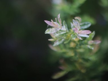 Koyu arkaplanda açık pembe ve yeşil yapraklar