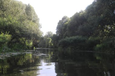 Ağaçlar ve çimlerle kaplanmış nehir kıyıları