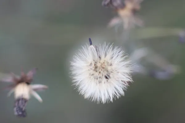 Pluizige witte paardebloem op een groene achtergrond — Stockfoto