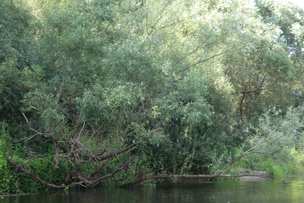 Bancos de rio cobertos de árvores e grama — Fotografia de Stock