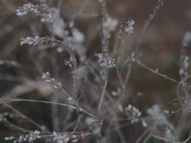 İnce sonbahar otlarının korolalı yakın çekimi.