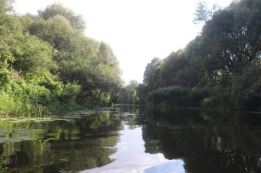 Ağaçlar ve çimlerle kaplanmış nehir kıyıları
