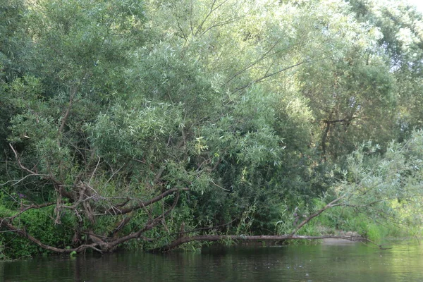 Bancos de rio cobertos de árvores e grama — Fotografia de Stock