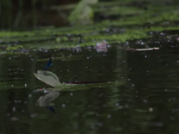 Lirios de agua y otras plantas en el agua — Foto de Stock