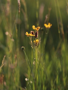 Çimenlerdeki çiçekleri yakın çekim