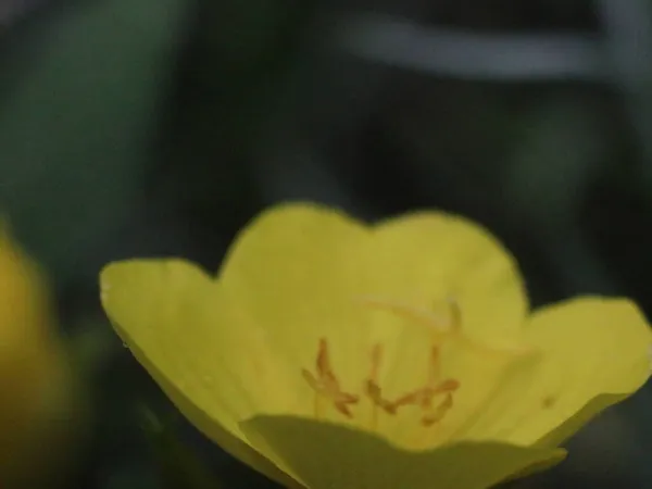 Flor amarilla y abeja sobre un fondo verde —  Fotos de Stock