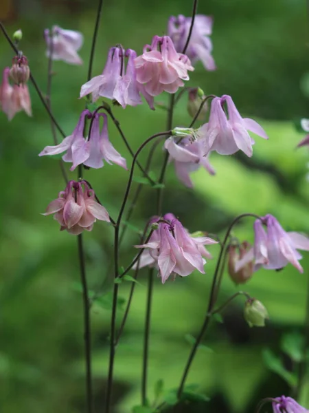 Eine Nahaufnahme einer Blume — Stockfoto