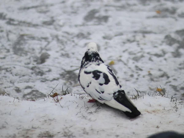 Taube zerzaust auf schneebedecktem Boden — Stockfoto