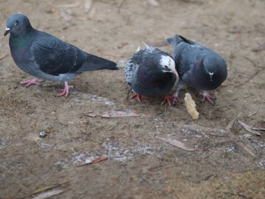 Kumrular bir parça ekmek için savaşır.