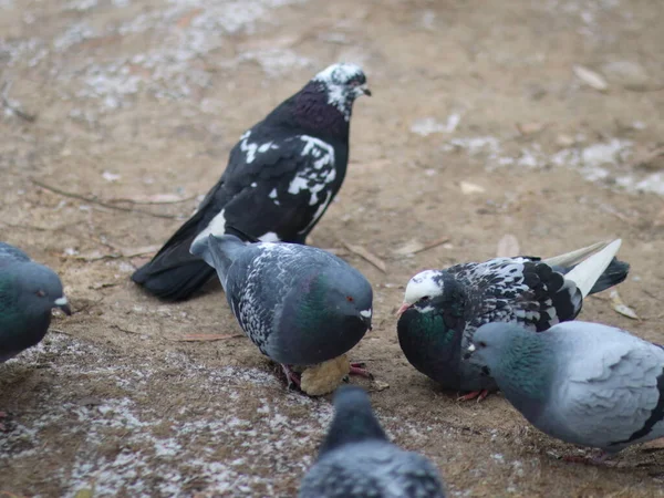 Palomas pelean por un pedazo de pan — Foto de Stock