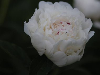 Koyu yeşil arka planda beyaz şakayıklar