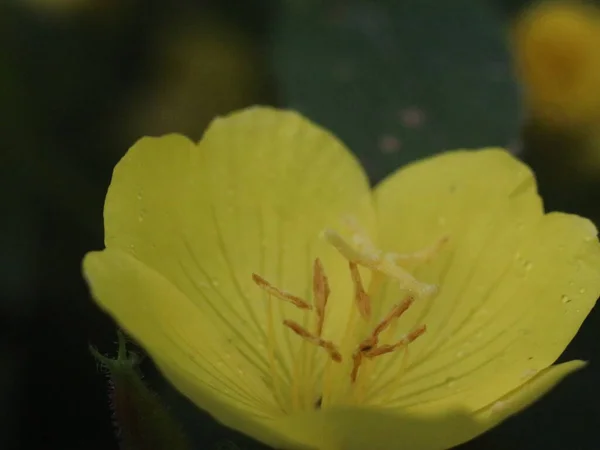 Flor amarilla y abeja sobre un fondo verde —  Fotos de Stock