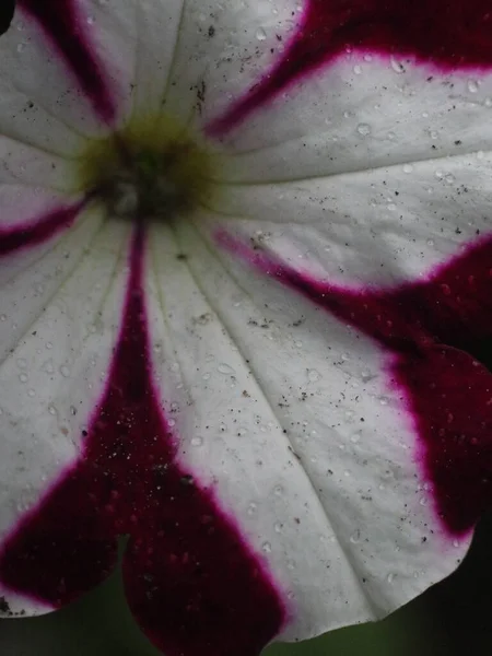 Fiore con petali bianchi con strisce viola — Foto Stock
