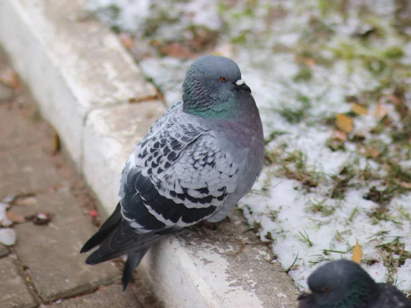 Taube zerzaust auf schneebedecktem Boden — Stockfoto