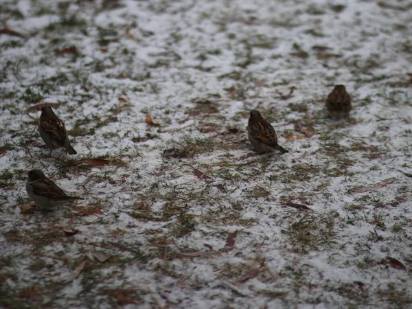 얼어붙은 땅에 비둘기와 까마귀 — 스톡 사진