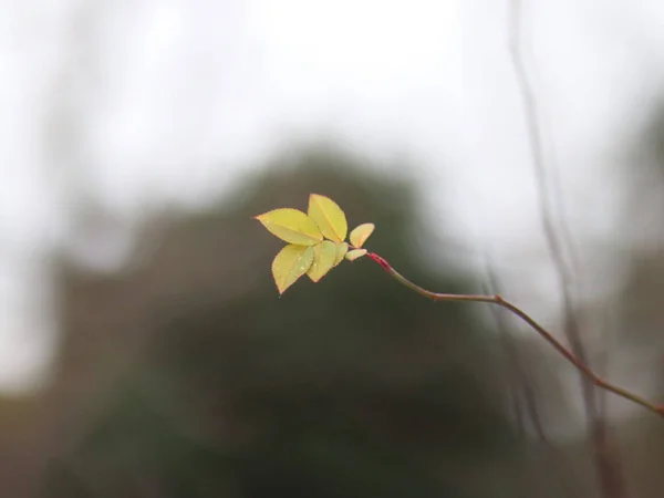 Samotny jasny zielony liść na rozmytym tle — Zdjęcie stockowe