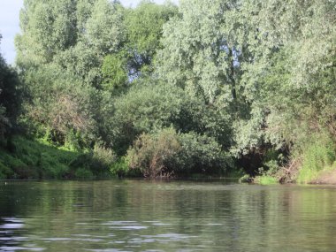 Ağaçlar ve çimlerle kaplanmış nehir kıyıları. Yüksek kalite fotoğraf