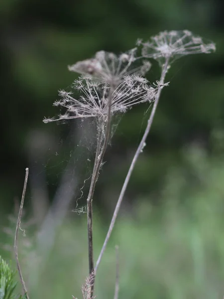 Gros plan des fleurs dans l'herbe — Photo