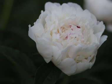 Koyu yeşil arka planda beyaz şakayıklar