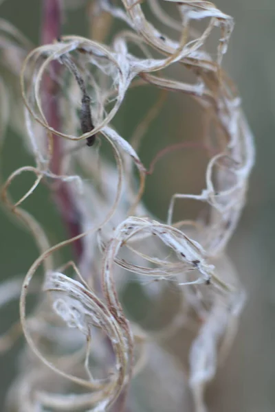 Boucle légère de plante sèche sur fond flou — Photo