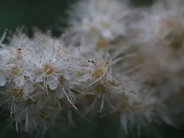 Pluizige witte bloemen met meeldraden en gele centra — Stockfoto