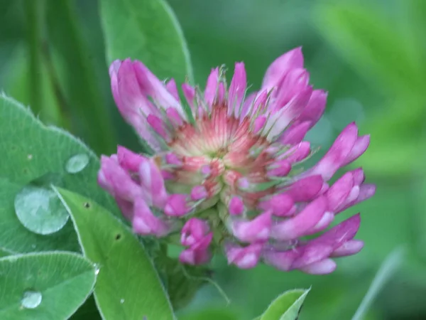 Close-up shot of pink clover — Stock Photo, Image