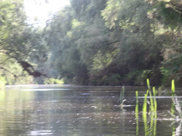 Bancs de rivière envahis d'arbres et d'herbe — Photo