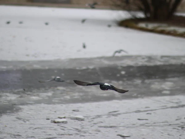 얼어붙은 땅에 비둘기와 까마귀 — 스톡 사진