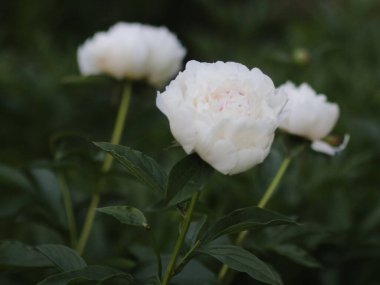 Koyu yeşil arka planda beyaz şakayıklar