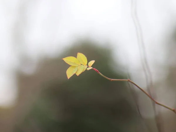 Feuille vert clair solitaire sur un fond flou — Photo