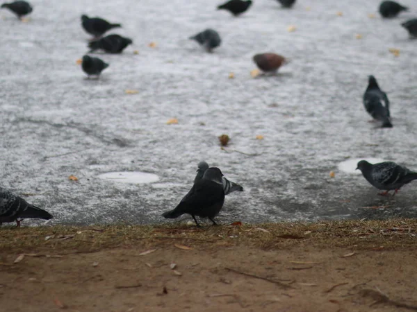 冻土上的鸽子和乌鸦 — 图库照片