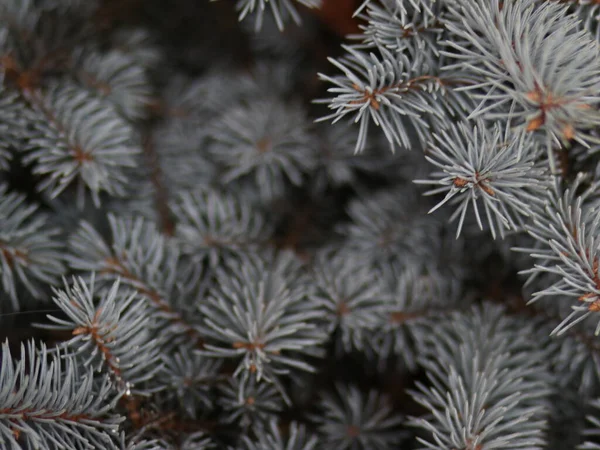 Neve nos ramos de abeto azul — Fotografia de Stock