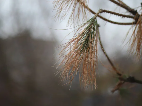 背景がぼやけている松の枝 — ストック写真