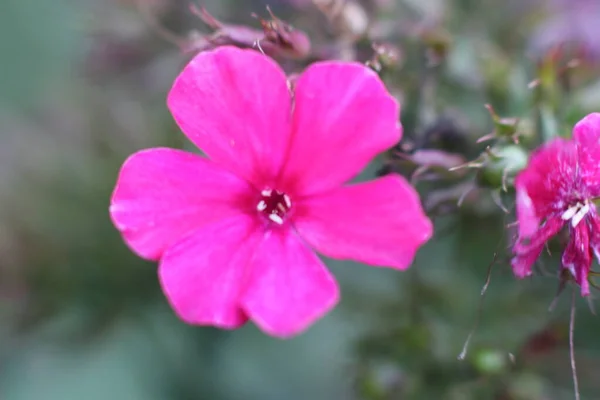 Detailní záběr záběr růžové květy — Stock fotografie