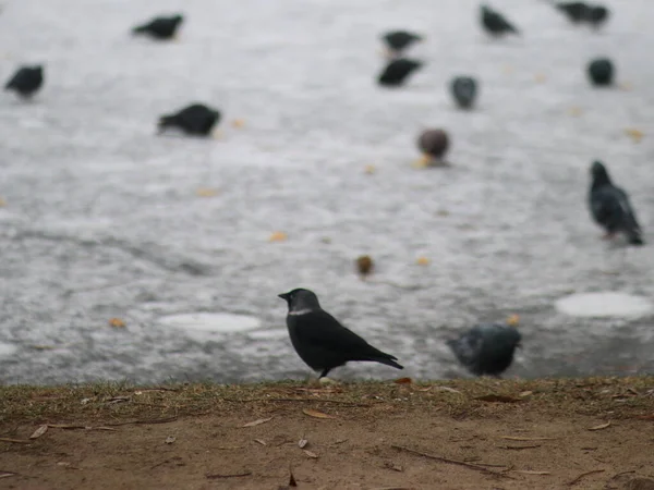 Tauben und Krähen auf gefrorenem Boden — Stockfoto