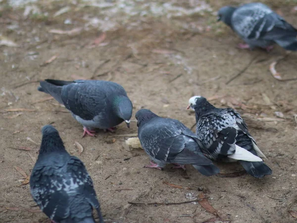 Tauben kämpfen um ein Stück Brot — Stockfoto