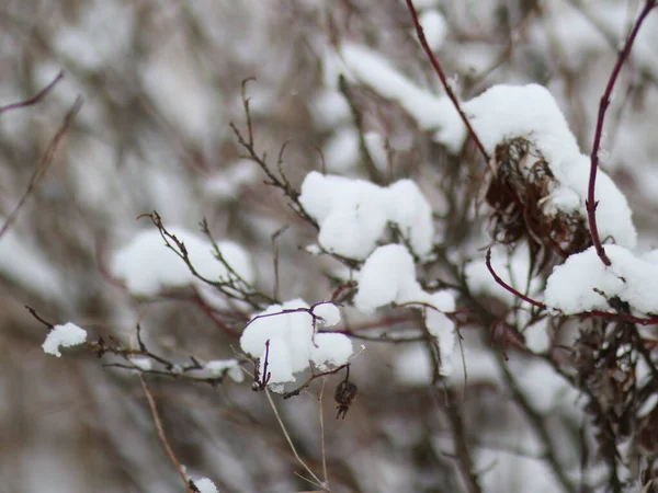Van dichtbij beschoten struiken zonder bladeren, besprenkeld met sneeuw — Stockfoto