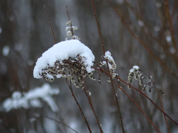 Szorosan lõtt bokrok levelek nélkül, hóval hintve — Stock Fotó
