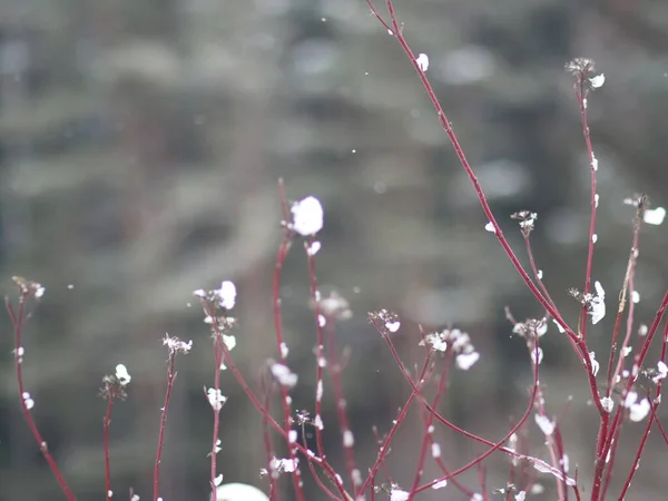 Arbustos de tiro estrecho sin hojas, rociados con nieve — Foto de Stock