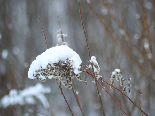 Szorosan lõtt bokrok levelek nélkül, hóval hintve — Stock Fotó