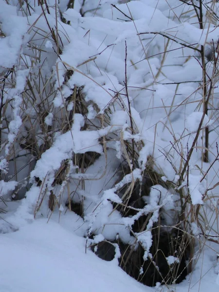 Близько застрелені кущі без листя, посипані снігом — стокове фото
