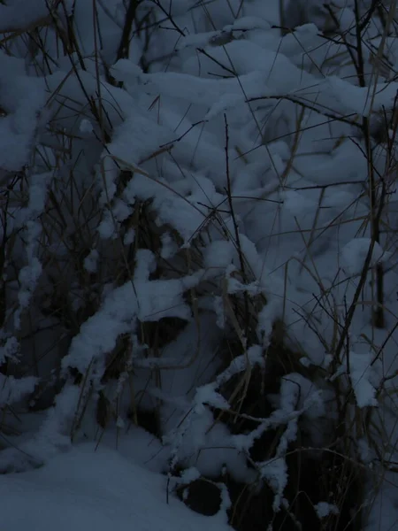 Arbustos de tiro estrecho sin hojas, rociados con nieve —  Fotos de Stock