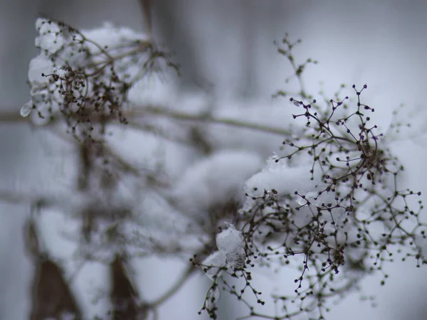 Arbustes rapprochés sans feuilles, saupoudrés de neige — Photo