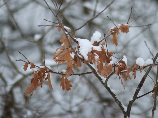 잎도 없이 가까이 서 찍은 관목, 눈이 뿌려진 곳 — 스톡 사진