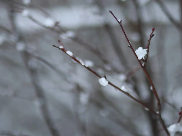 Arbustos de tiro estrecho sin hojas, rociados con nieve — Foto de Stock