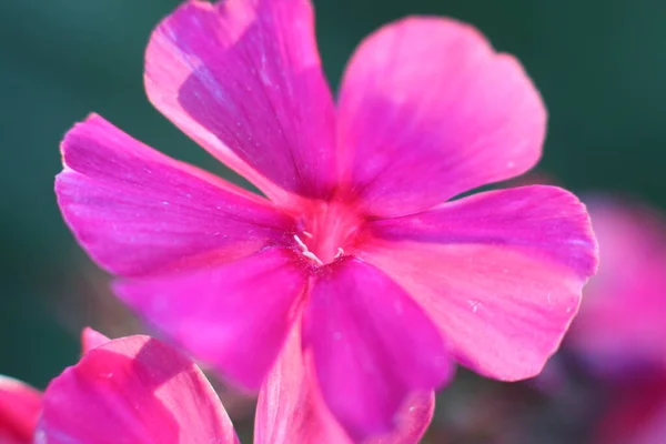 Pembe çiçek atış kapatın — Stok fotoğraf